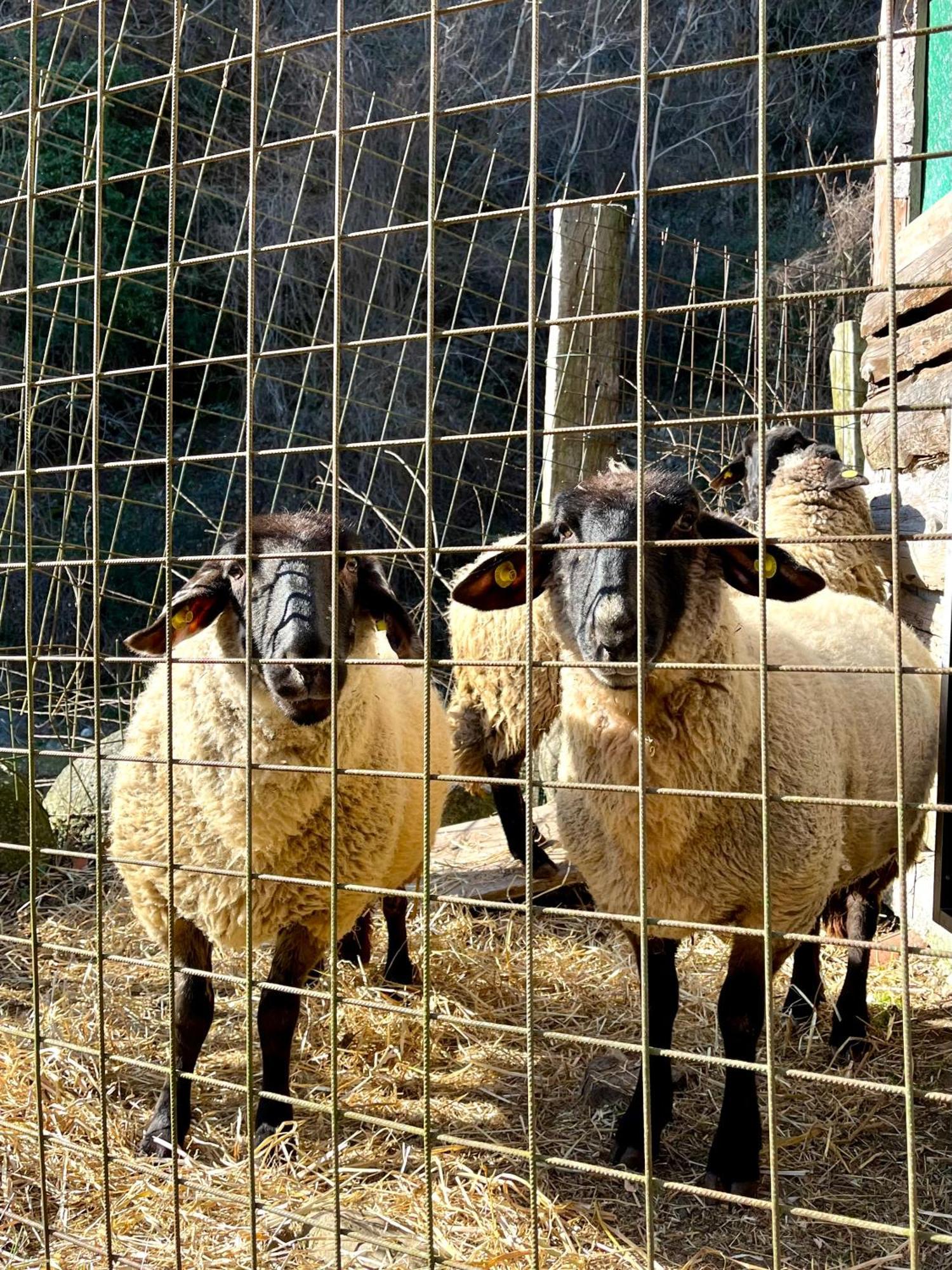 Agriturismo La Vecchia Chioderia 그란돌라 에드 우니티 외부 사진